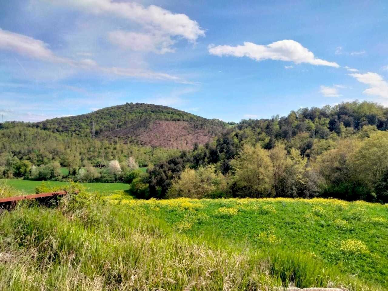 WhatsApp Image 2023-05-22 at 16.49.48.jpeg - Terreno agricolo Amelia - foto 1