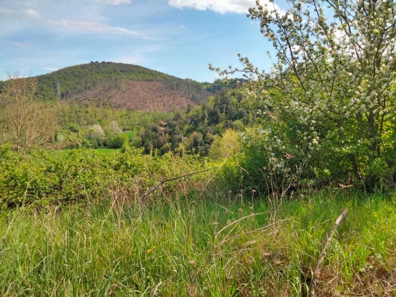 WhatsApp Image 2023-05-22 at 16.49.47 (1).jpeg - Terreno agricolo Amelia - foto 2