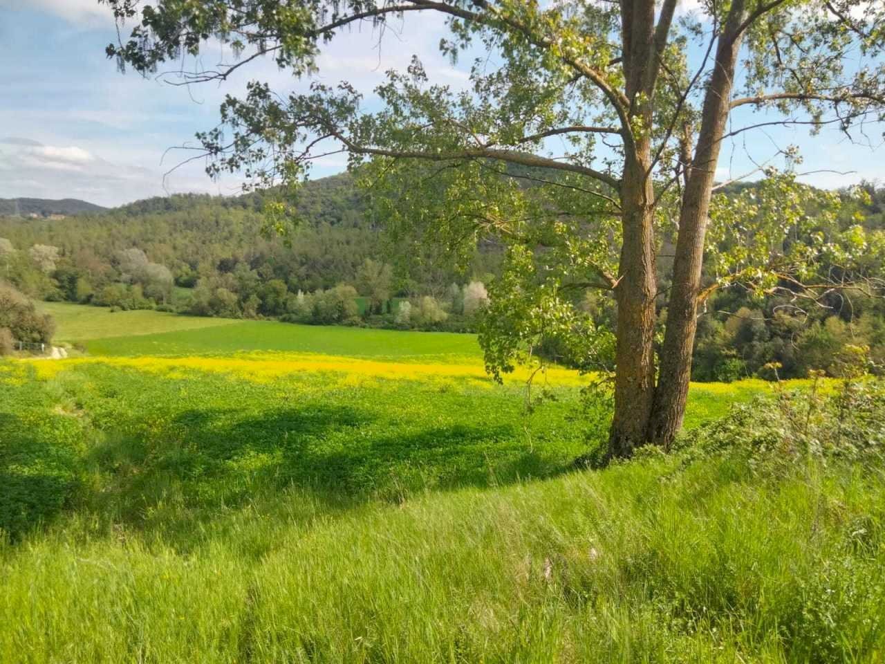 WhatsApp Image 2023-05-22 at 16.49.47.jpeg - Terreno agricolo Amelia - foto 3