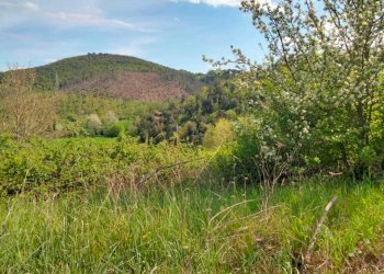 WhatsApp Image 2023-05-22 at 16.49.47 (1).jpeg - Agricultural land Amelia - photo 2