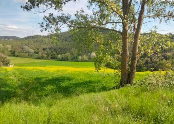 WhatsApp Image 2023-05-22 at 16.49.47.jpeg - Agricultural land Amelia - photo 3