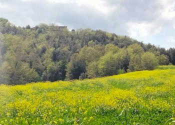 WhatsApp Image 2023-05-22 at 16.49.49 (2).jpeg - Agricultural land Amelia - photo 7