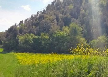 WhatsApp Image 2023-05-22 at 16.49.49 (3).jpeg - Agricultural land Amelia - photo 8