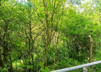 Foto 9 - Casa indipendente Tetti Roch, Pino Torinese - foto 9