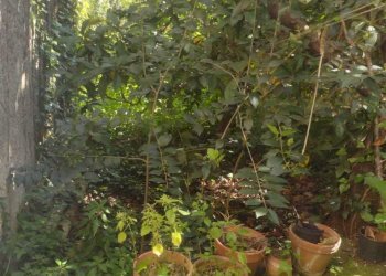 index13.jpg - Villa Canicattini Bagni - foto 13