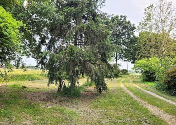 Terreno - Terreno agricolo Minerbio - foto 3