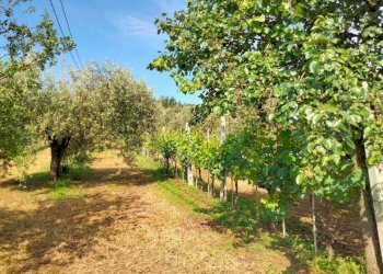 WhatsApp Image 2023-06-01 at 16.38.07.jpeg - Villa Amelia - photo 14