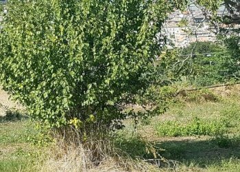 Terreno edificabile contrada Valle del forno, San Benedetto del Tronto - foto 13