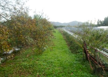 SAM_1675.JPG - Rustico Massarosa - foto 6