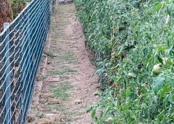 485122.jpeg - Villa Montignoso - foto 24