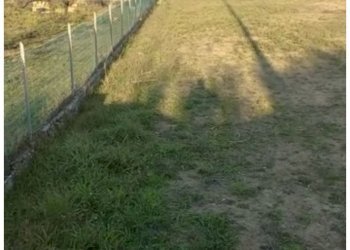 IMG_5581 2.jpg - Terreno agricolo Pietrasanta - foto 3