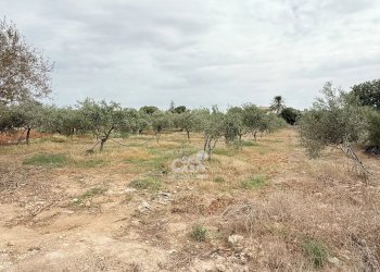 Villa Marsala - foto 43