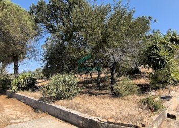 giardino - Villa Ctr. Ciminiera 62, Monopoli - foto 22