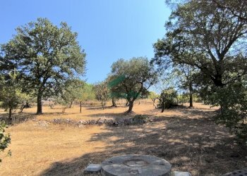 giardino - Villa Ctr. Ciminiera 62, Monopoli - foto 25