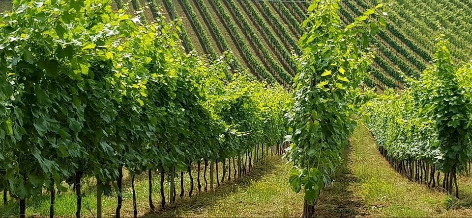 Terreno agricolo Contrada Forola, Acquaviva Picena - foto 1