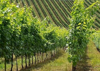 Terreno agricolo Contrada Forola, Acquaviva Picena - foto 1