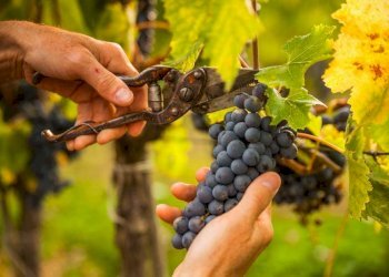 Terreno agricolo Contrada Forola, Acquaviva Picena - foto 2