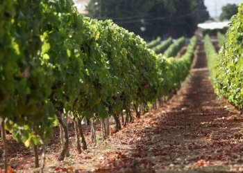 Terreno agricolo Contrada Forola, Acquaviva Picena - foto 3