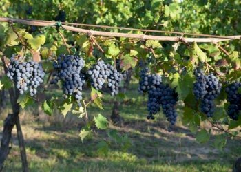 Terreno agricolo Contrada Forola, Acquaviva Picena - foto 4