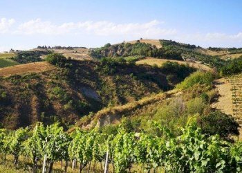 Terreno agricolo Contrada Forola, Acquaviva Picena - foto 5