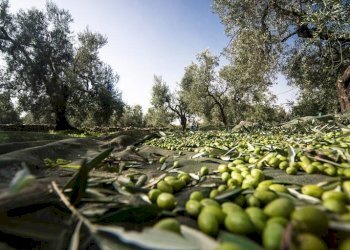 Terreno agricolo Contrada Forola, Acquaviva Picena - foto 6