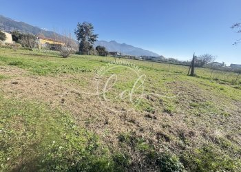 IMG_2899.JPG - Terreno agricolo Pietrasanta - foto 3