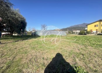 IMG_2901.JPG - Terreno agricolo Pietrasanta - foto 5