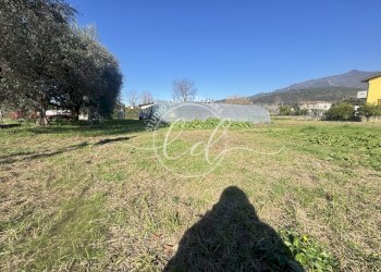 IMG_2902.JPG - Terreno agricolo Pietrasanta - foto 6