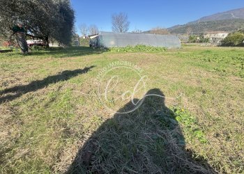 IMG_2905.JPG - Terreno agricolo Pietrasanta - foto 9