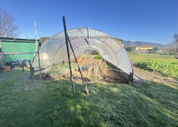 IMG_2907.JPG - Terreno agricolo Pietrasanta - foto 11