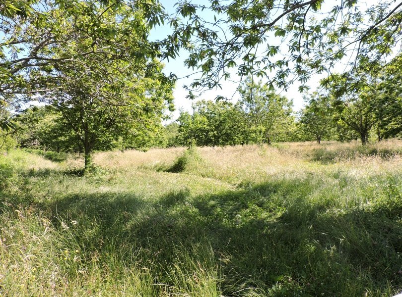 Agricultural land Roccamonfina - photo 2