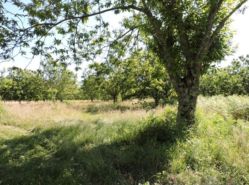 Agricultural land Roccamonfina - photo 3