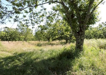 Terreno agricolo Roccamonfina - foto 3