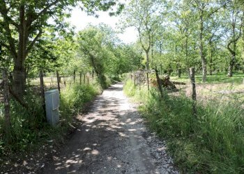Terreno agricolo Roccamonfina - foto 4