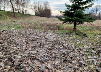 Terreno agricolo Via Strada Provinciale 19, Suno - foto 19
