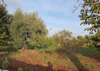 10.jpg - Rustico Via Vanella 39 18, Modica - foto 14