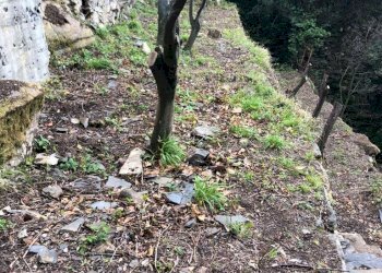 IMG-20230627-WA0061.jpg - Terreno agricolo Via Molinetti di Nervi 31, Genova - foto 26