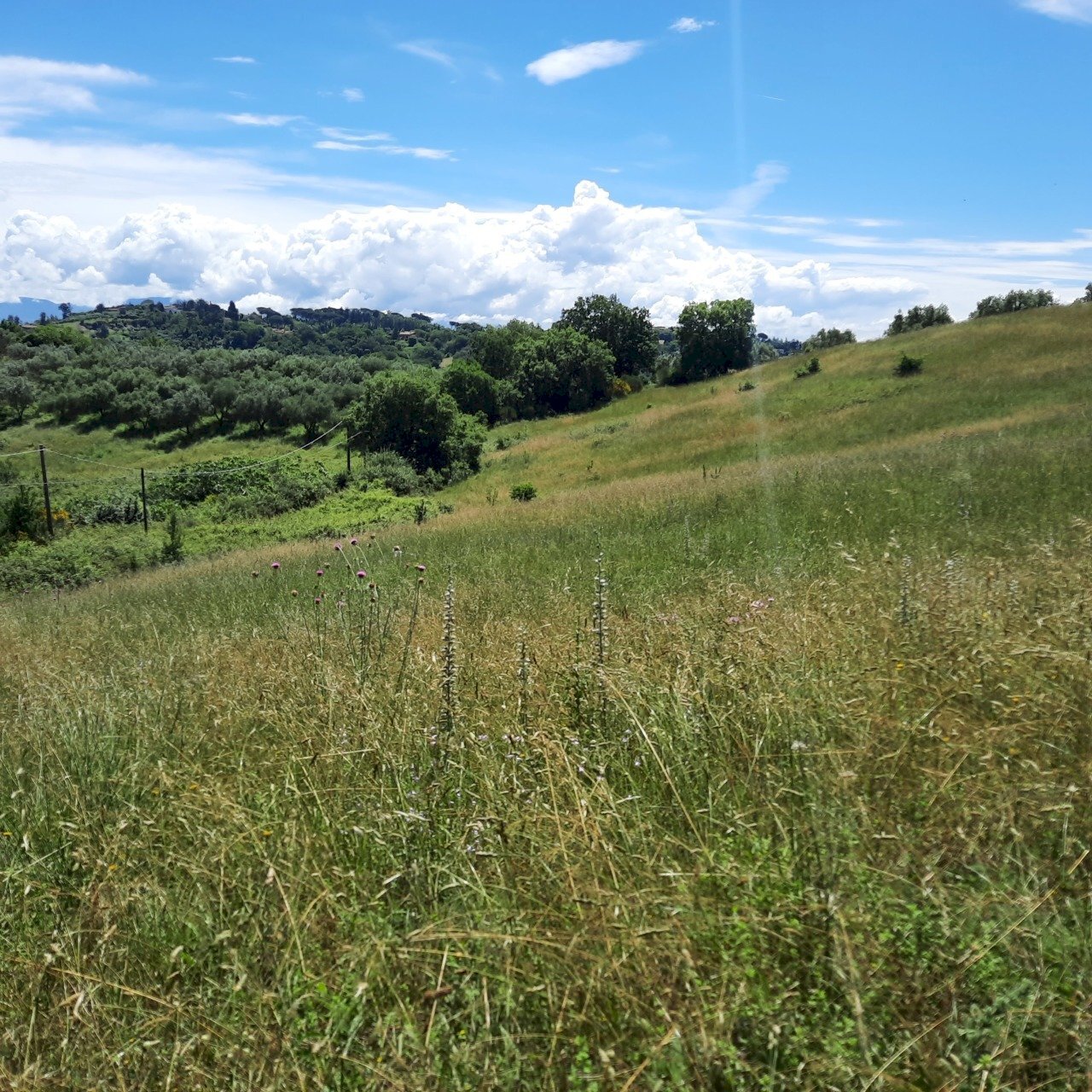 Foto terreno L..jpg - Terreno agricolo Via delle Grotte 2920, Morlupo - foto 1