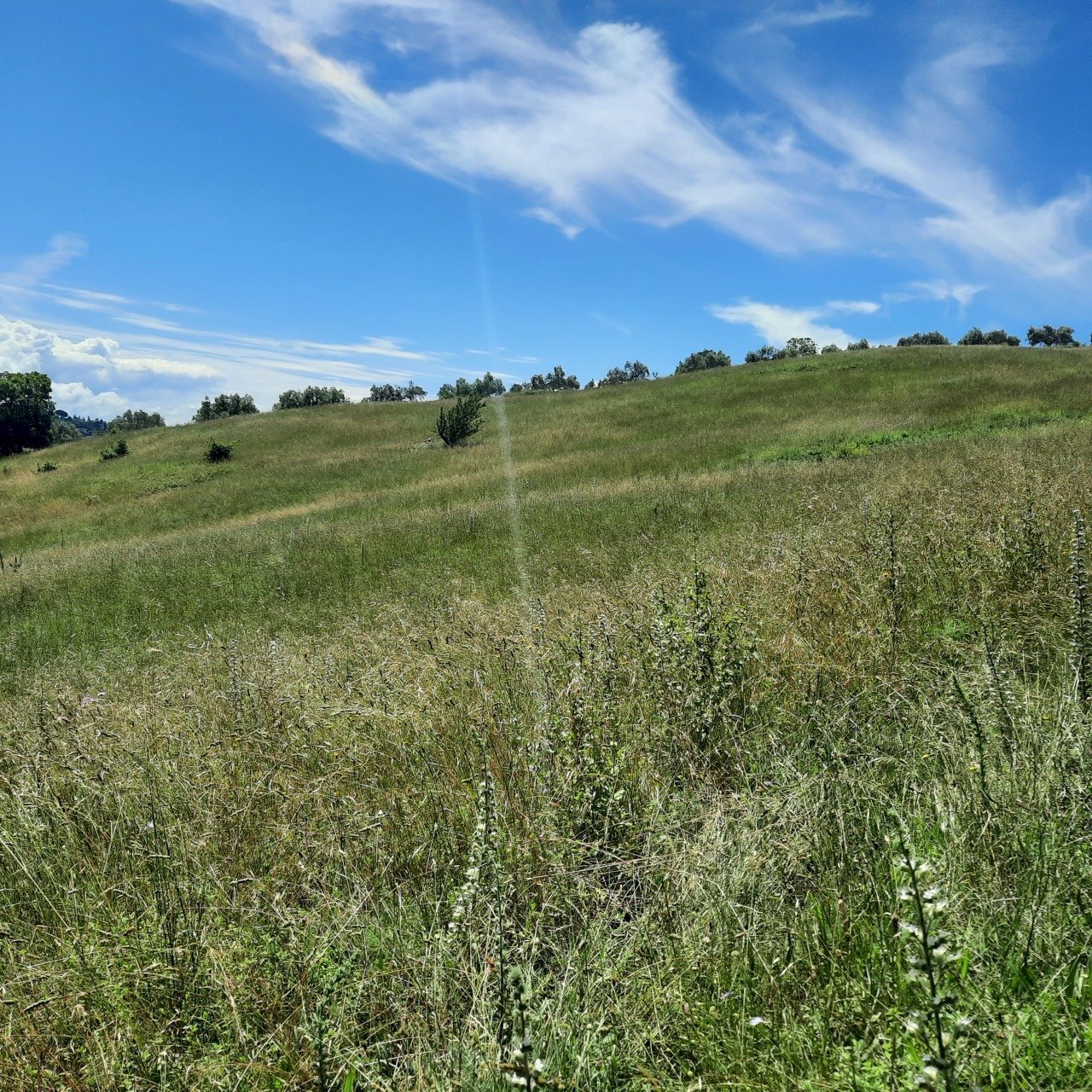 terreno l1.jpg - Terreno agricolo Via delle Grotte 2920, Morlupo - foto 2