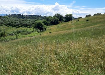 Foto terreno L..jpg - Terreno agricolo Via delle Grotte 2920, Morlupo - foto 1