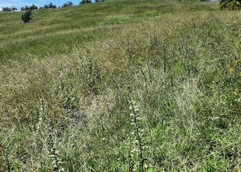 terreno l3.jpg - Terreno agricolo Via delle Grotte 2920, Morlupo - foto 4