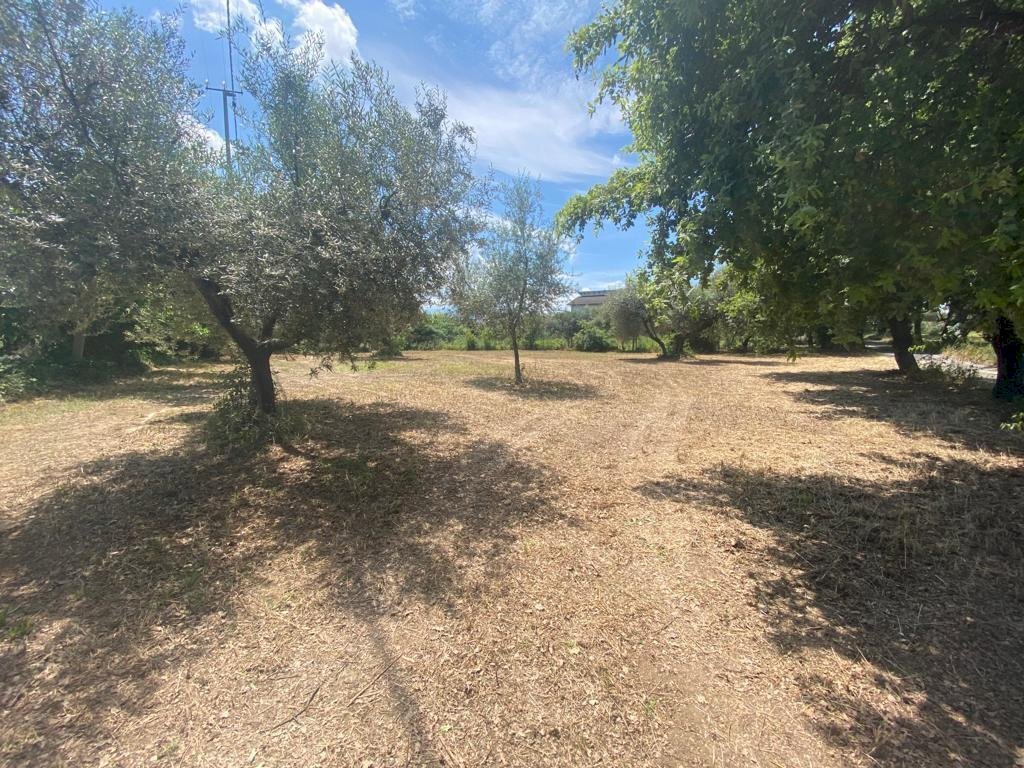 Immagine WhatsApp 2023-06-23 ore 10.54.33.jpg - Building land Via Querceto, Cepagatti - photo 3