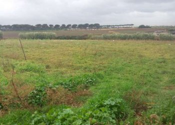 Terreno edificabile Sassuolo - foto 4