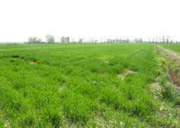 Terreno edificabile Sassuolo - foto 7