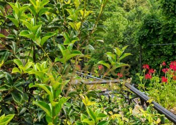Giardino con fiori.jpg - Villa Cannobio - foto 24