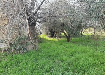 Agricultural land contrada taiano, Controguerra - photo 26