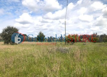 agim (14).jpg - Rustico Contrada Signorella, Cutrofiano - foto 15