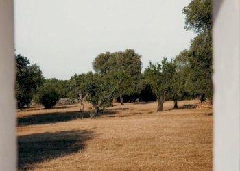 badde141-f4eb-40e8-81b2-f38ba17d15b9.jpg - Rustico Contrada Signorella, Cutrofiano - foto 16