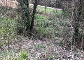 Agricultural land via Vignassa, 10, Pino Torinese - photo 6