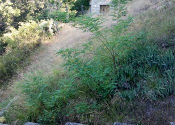 Porzione di casa Carpineti - foto 3